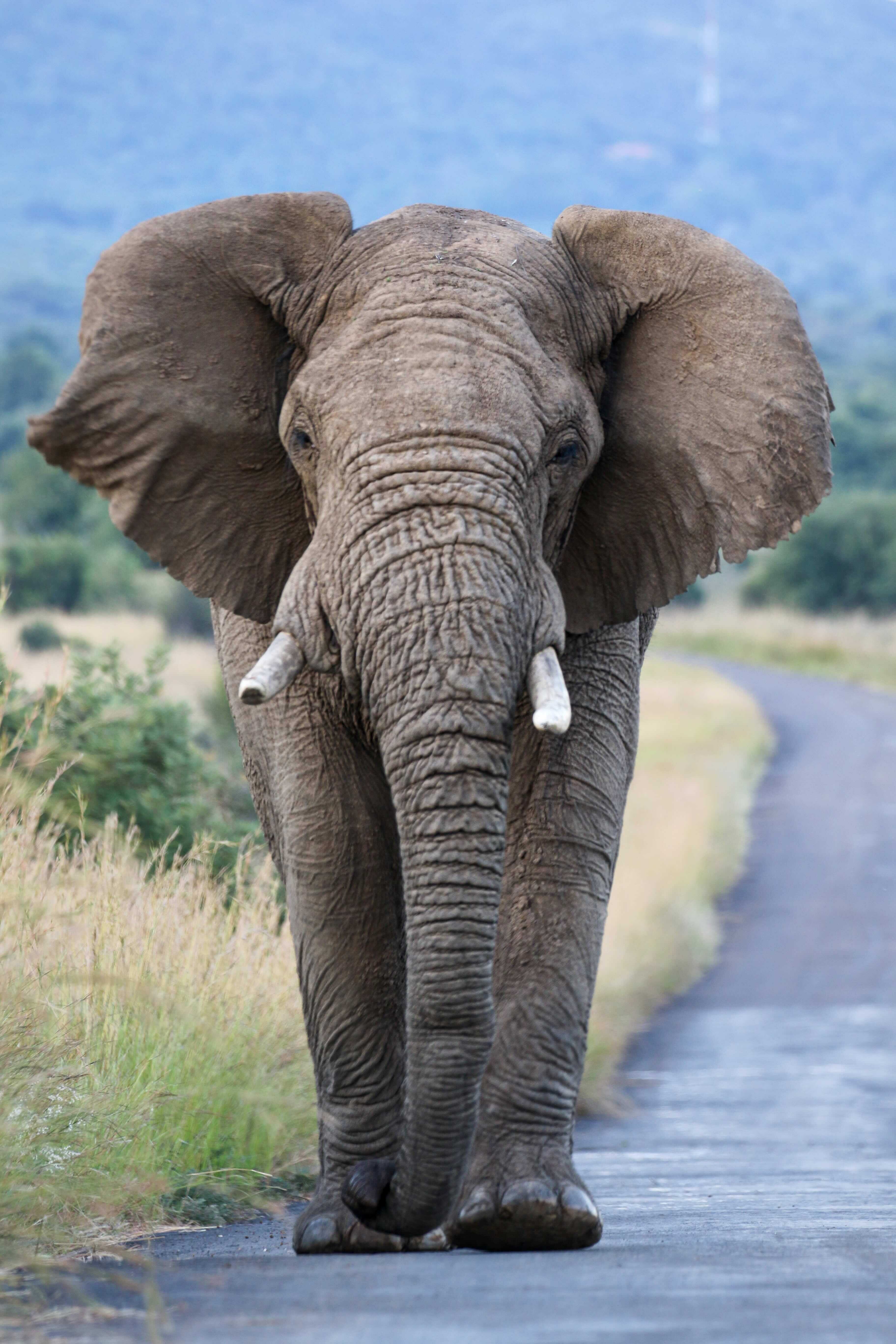 Elephant SA National Park